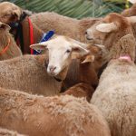 San Antonio Abad Los Silos 2019