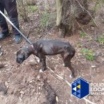 maltrato animal la montañeta 1