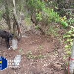 maltrato animal la montañeta 2