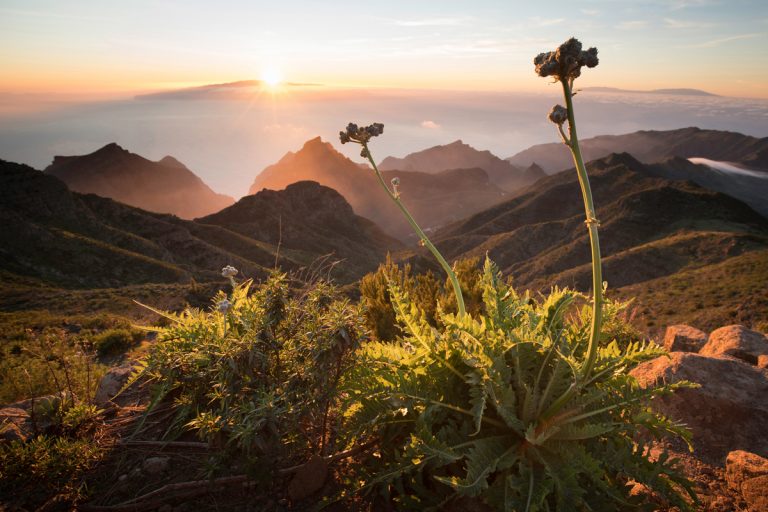 FICMEC estrena para toda España ‘The Canary Islands» este 30 de mayo