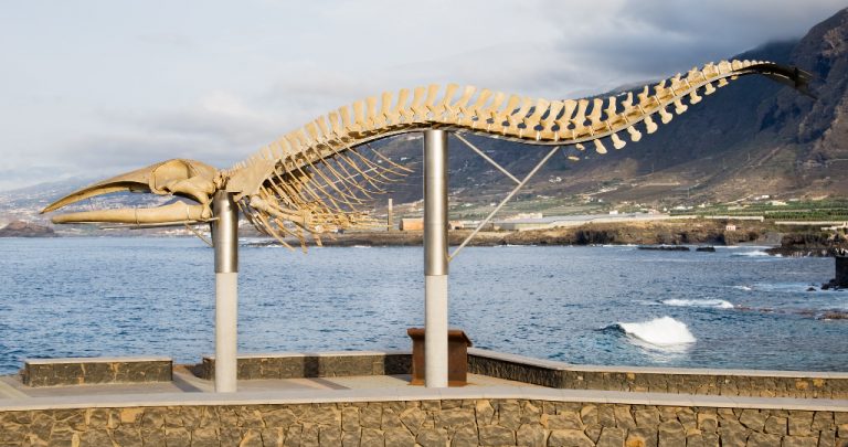 El esqueleto de la costa de Los Silos, una escultura de la naturaleza