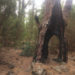 pino jurado la montañeta
