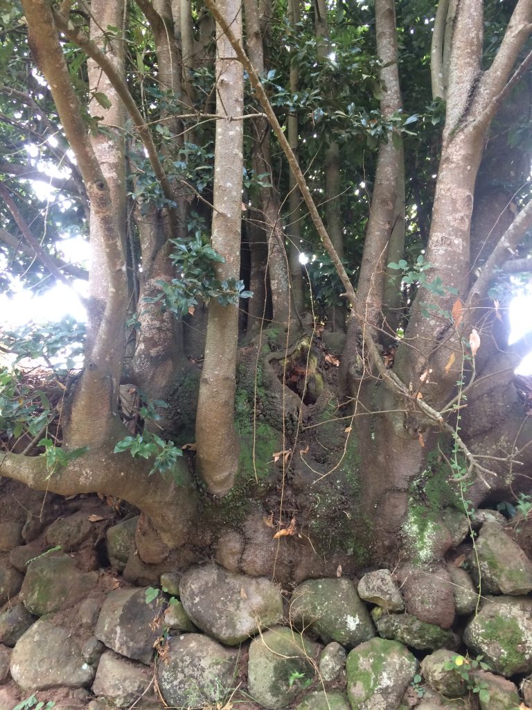 El silencio del loro centenario
