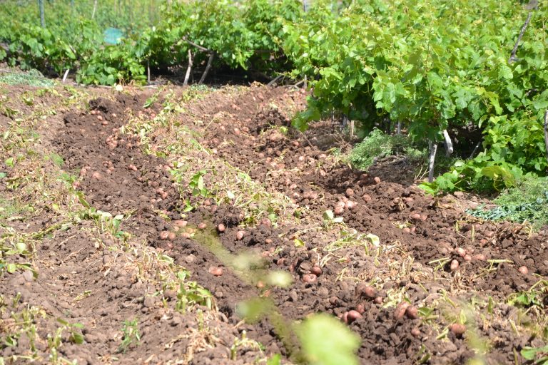 Buenavista Agrosostenible inserta en el mercado laboral a 15 vecinos