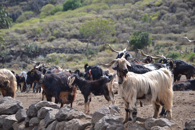 El Ayuntamiento de Buenavista, a favor de abatir las cabras asilvestradas