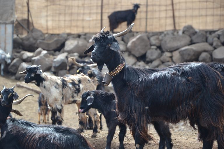 El Cabildo paraliza los abatimientos de las cabras y retoma las apañadas