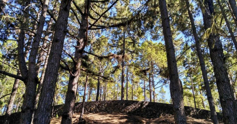 El Cabildo reabre con restricciones Los Llanos y Arenas Negras