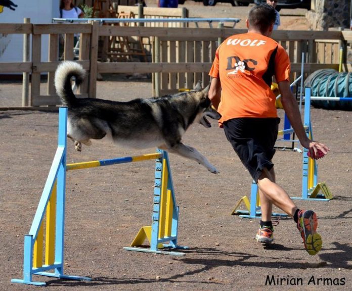 Wolf agility