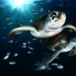 foto tortugas francis perez