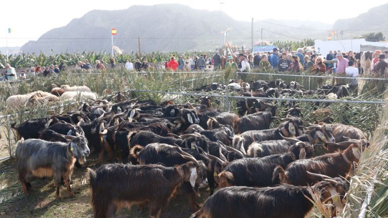 Buenavista del Norte celebra un fin de semana de actos en honor a San Antonio Abad