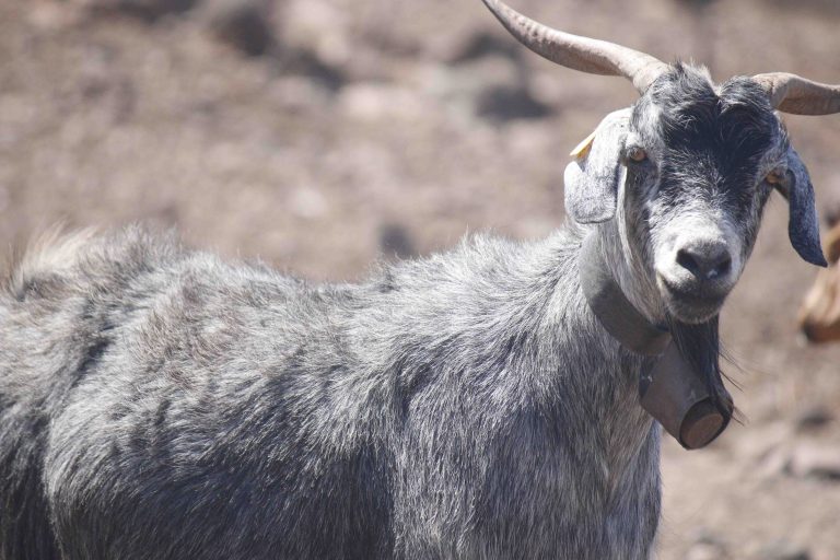 Los ecologistas piden abatir las cabras asilvestradas para preservar la flora