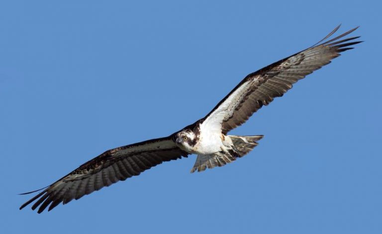 Transición Ecológica impulsa acciones para la conservación del guincho