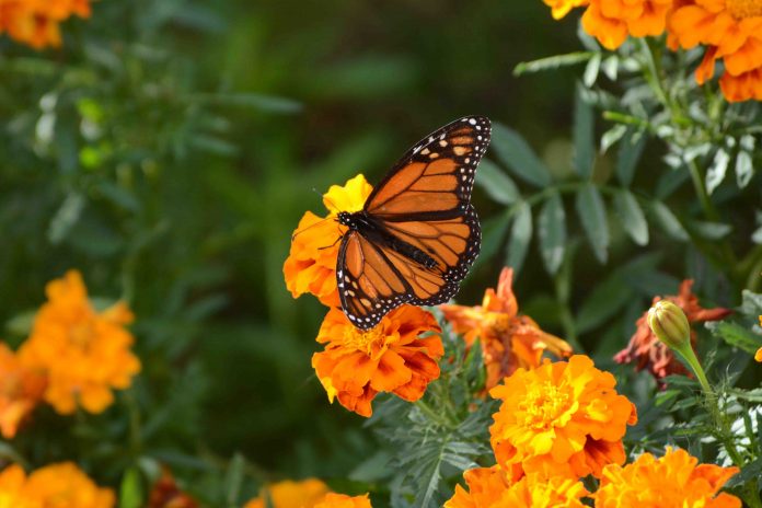 MariposaMonarca.FOTO_JuanjoRamosECo