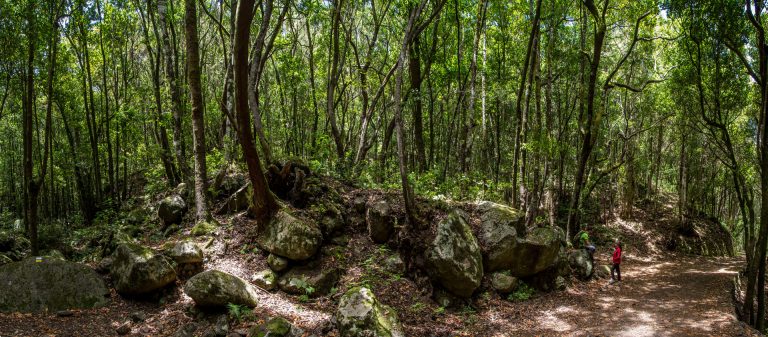 El Cabildo dedica casi 600.000 euros a los senderos y árboles frutales de Teno