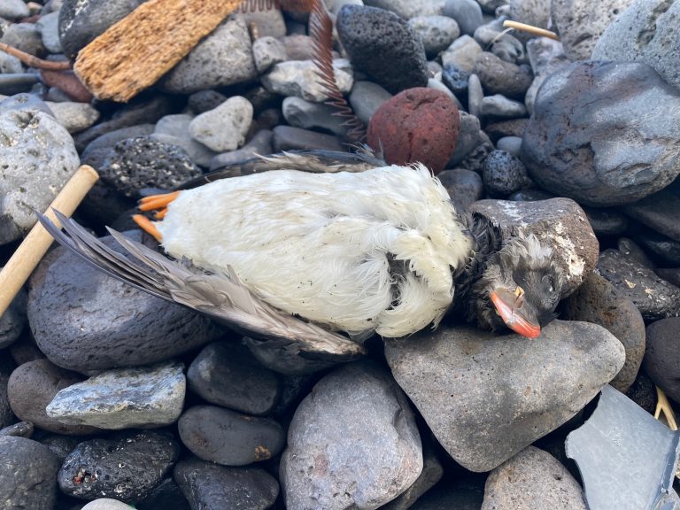 Decenas de frailecillos muertos llegan a la costa de la Isla Baja