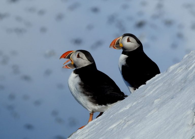 Foto: Carlos Lozano y Sara Álvarez. Colonia de frailecillos en la península de Varanger (Noruega)